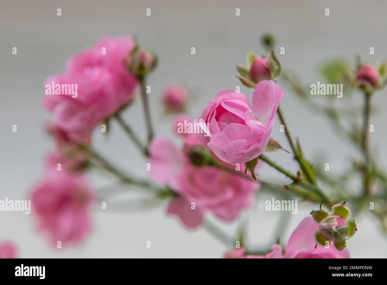 Bouquet de roses roses avec espace libre pour le texte. Banque D'Images