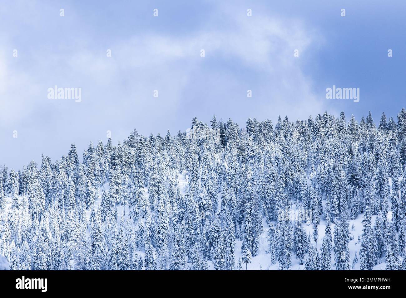 Paysage forestier d'hiver et de neige - Californie Banque D'Images