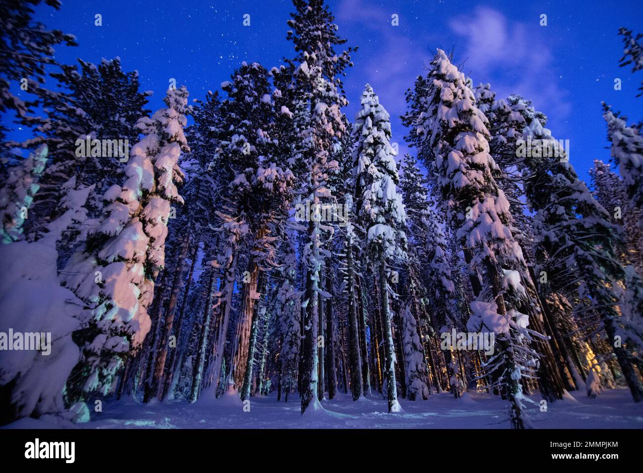 Forêt d'hiver la nuit claire - Tahoe National Forest - Californie Banque D'Images