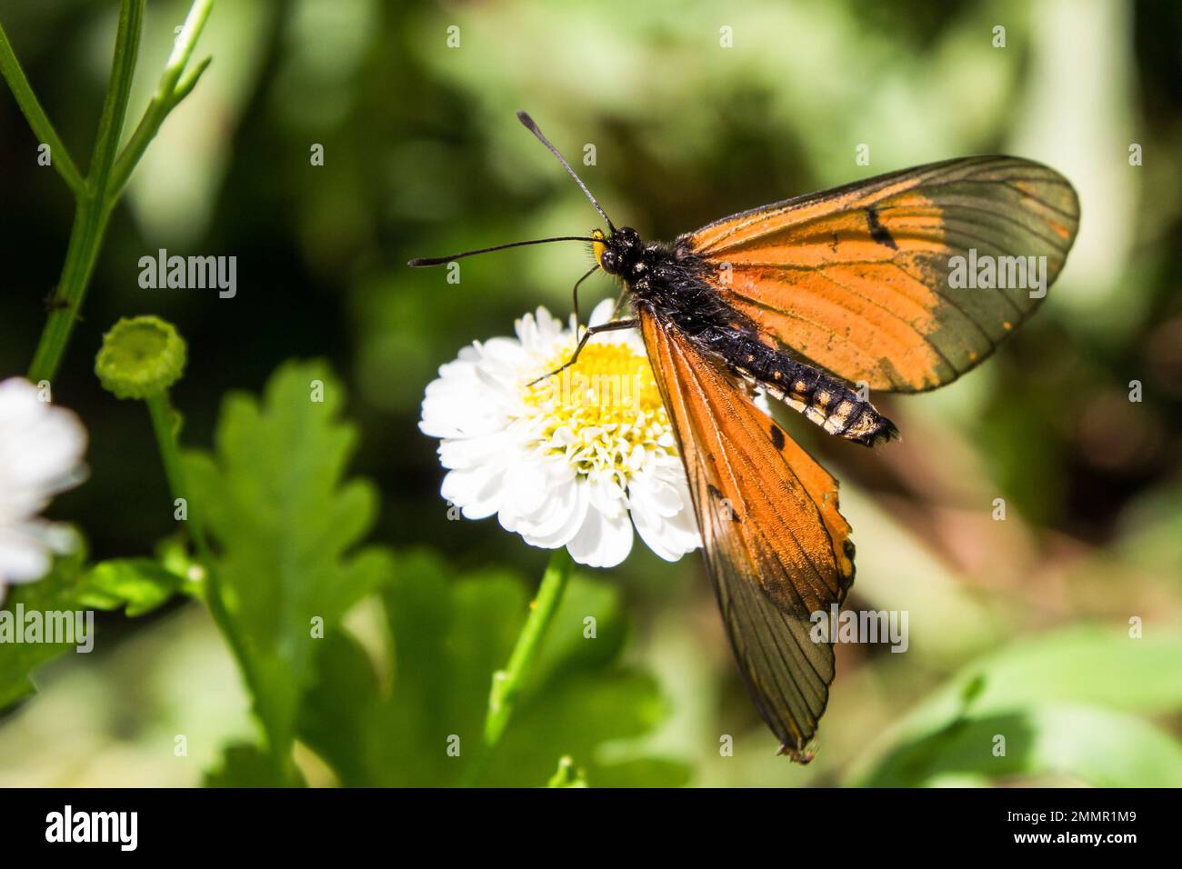 Un délicat, coloré orange jardin Acrea Butterfly, Acrea Horta, sur la fleur blanche en forme de Marguerite d'un Feverhon Banque D'Images