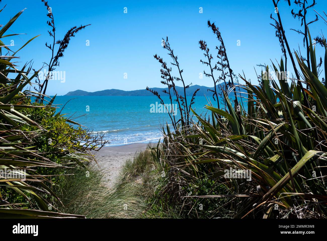 Piste de sable à la plage, à travers les dunes de sable, île de Kapiti à distance, parc Queen Elizabeth, Paekakariki, district de Kapiti, île du Nord, Nouvelle-Zélande Banque D'Images