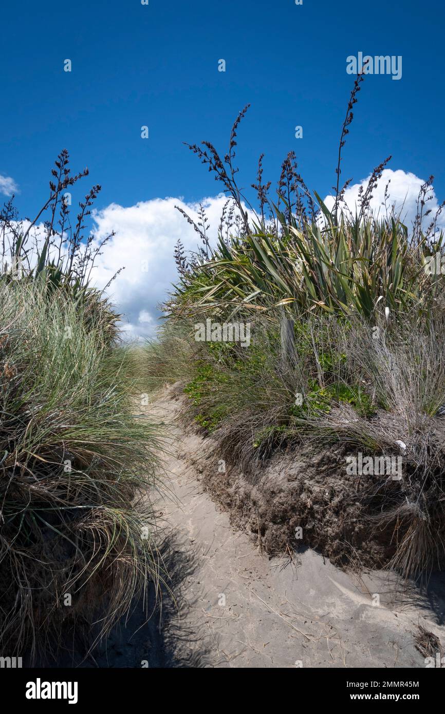 Piste de sable à travers les dunes jusqu'à la plage, parc Queen Elizabeth, Paekakariki, district de Kapiti, Île du Nord, Nouvelle-Zélande Banque D'Images