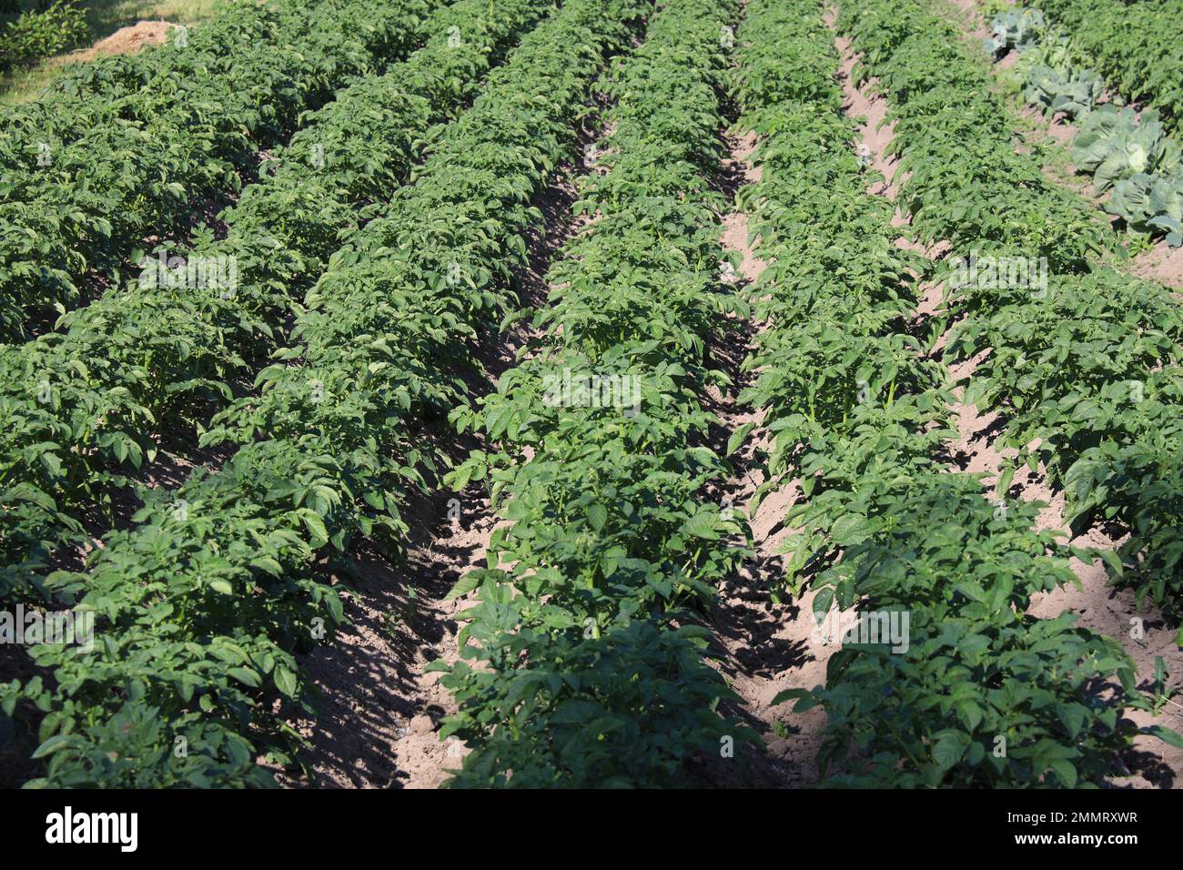 Culture de pommes de terre vertes sur les lits de ferme dans la lumière d'été ensoleillée Banque D'Images