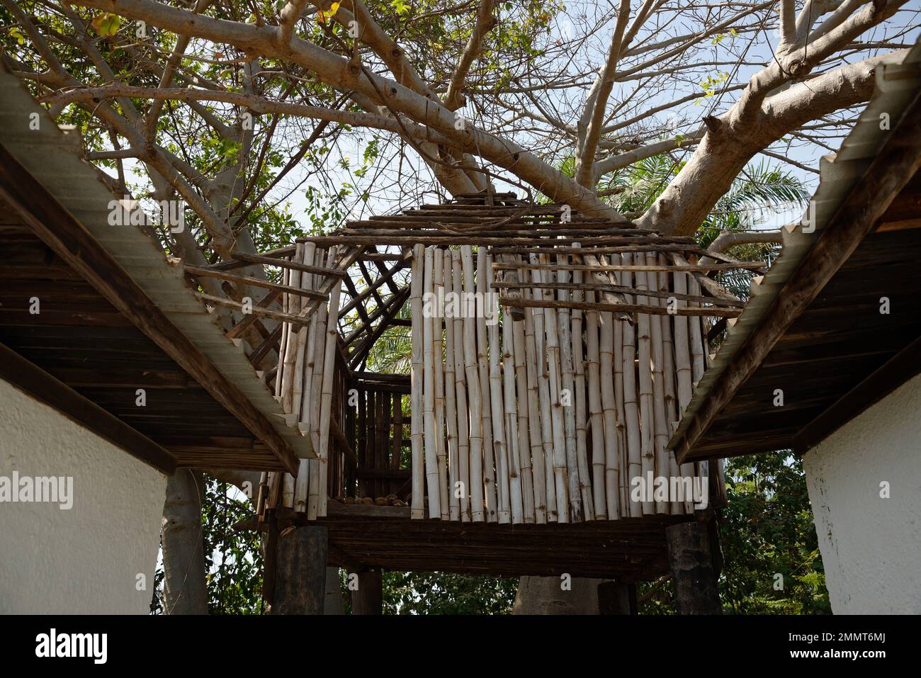 Plate-forme d'observation ou cachette dans un baobab en Gambie, Afrique de l'Ouest. Idéal pour l'observation des oiseaux. Banque D'Images