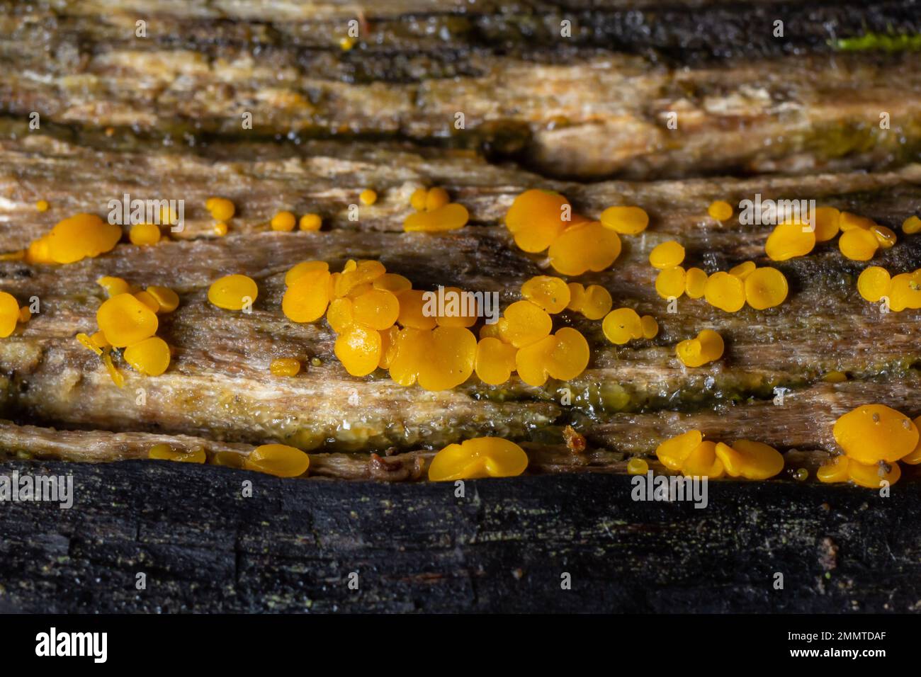 Très petit champignon jaune fée tasses ou citron discos, Bisporella citrina, sur le vieux bois humide macro texture, sélectif foyer, DOF peu profond. Banque D'Images