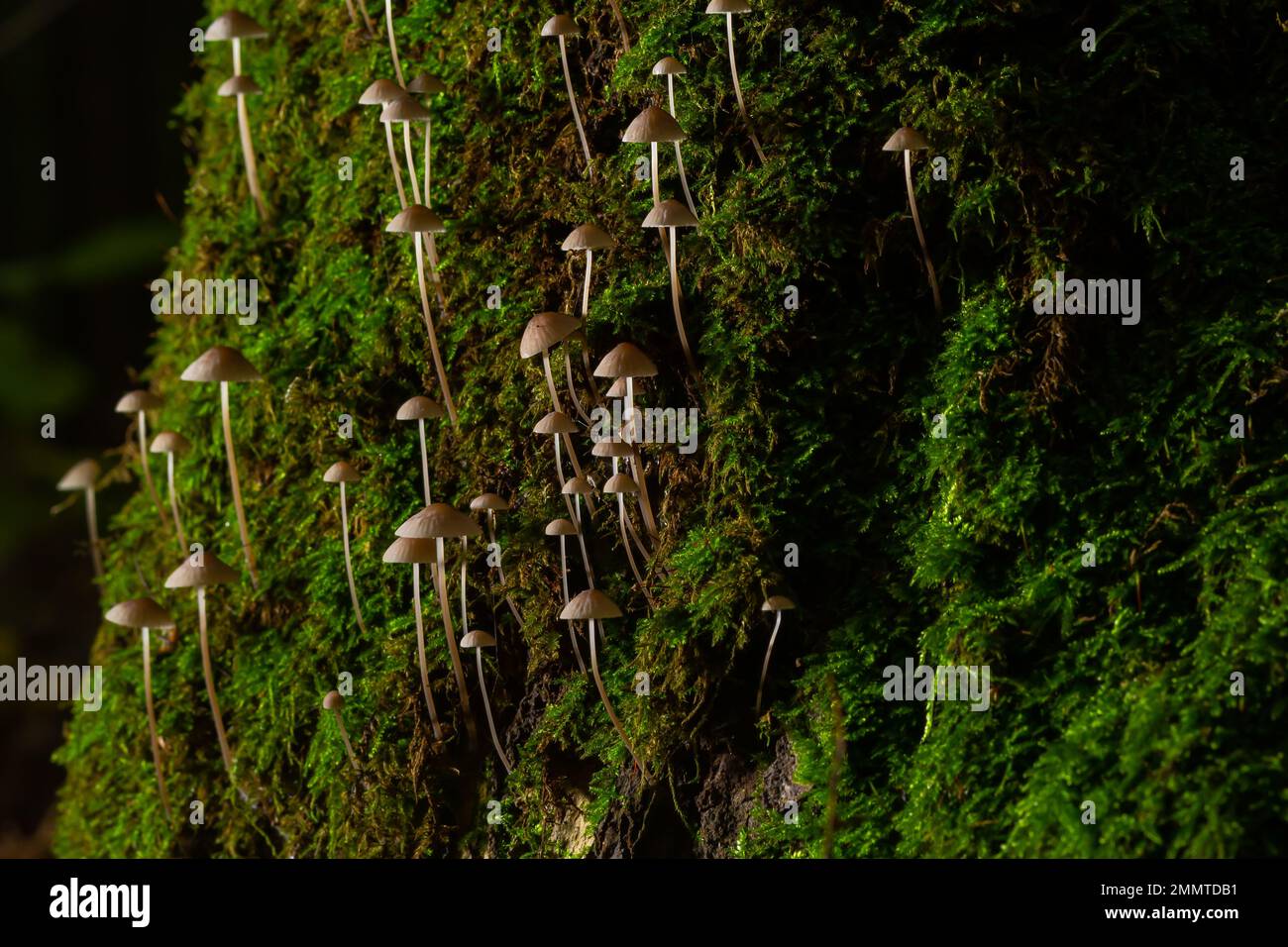Le champignon Mycena galopus pousse sur de la mousse verte dans la forêt. Banque D'Images