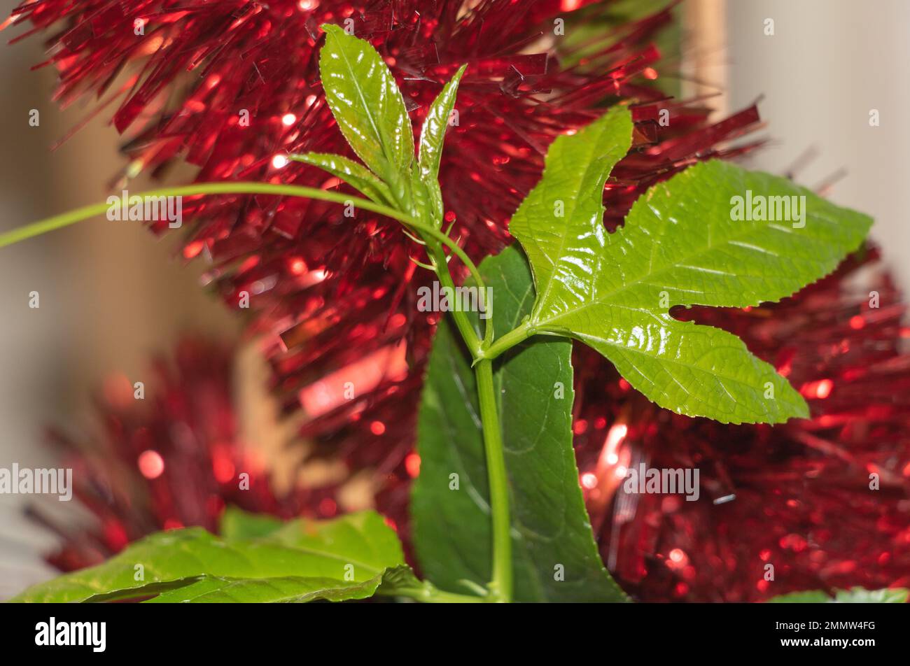 La fraîcheur des feuilles de fruits de la passion sur fond rouge de Noël Tinsel Banque D'Images