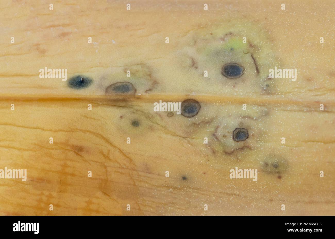 Problème d'orchidée : un regard détaillé sur les taches fongiques sur la texture de la feuille jaune Banque D'Images