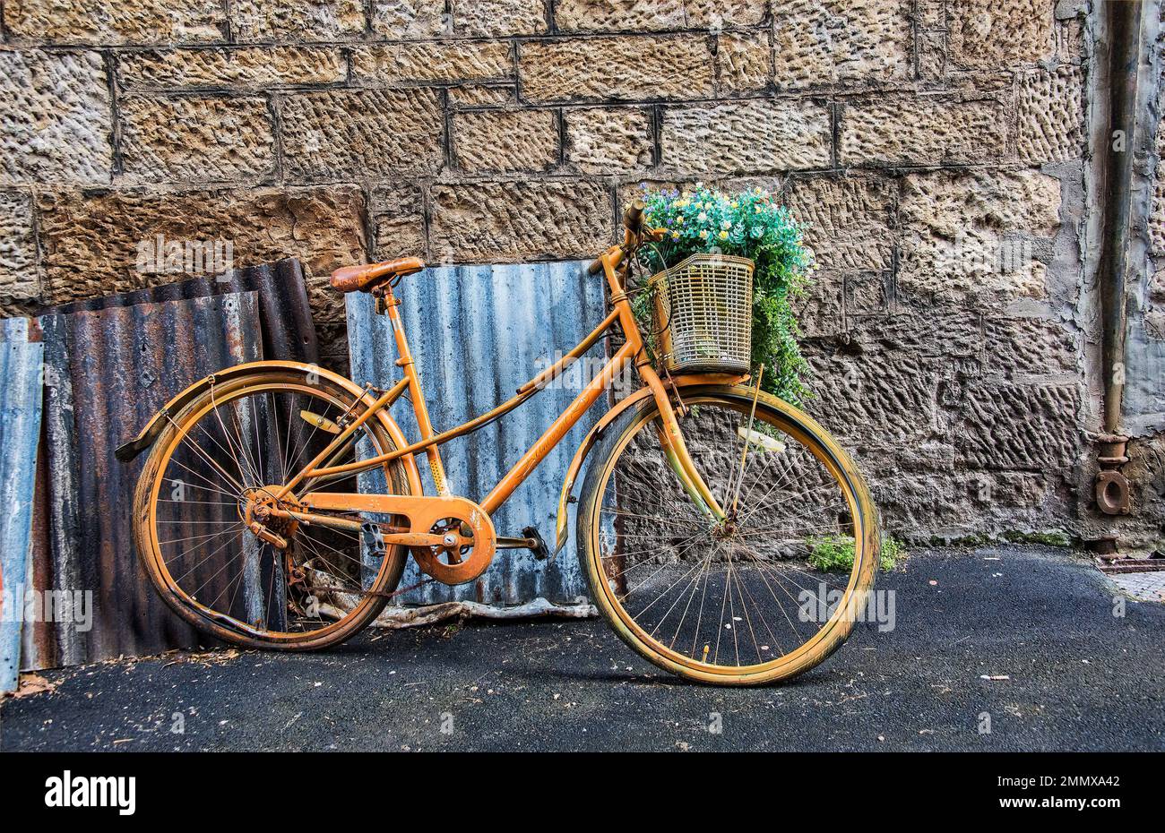 Un vieux vélo avec pneu plat peint en jaune et utilisé pour l'exposition de fleurs. Banque D'Images