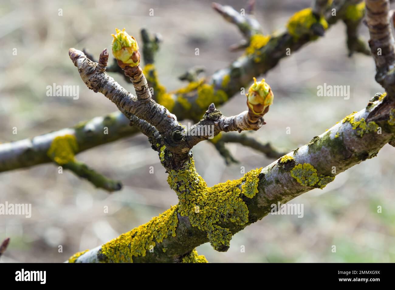 Le lichen orange, à l'échelle jaune, le lichen solaire maritime ou le lichen côtier, Xanthoria parietina, est un lichen foliaire ou feuillu. Couleur intense de la structure Banque D'Images Le lichen orange, à l'échelle jaune, le lichen solaire maritime ou le lichen côtier, Xanthoria parietina, est un lichen foliaire ou feuillu. Couleur intense de la structure Banque D'Images
