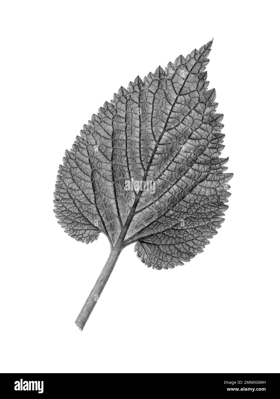 Gros plan noir et blanc d'une feuille de Lamium profondément veinée sur fond blanc. Banque D'Images