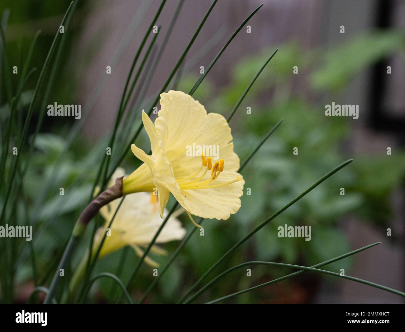 Un gros plan de la fleur en forme de trompette jaune primrose de la miniature jonquille Narcissus romieuxii Banque D'Images