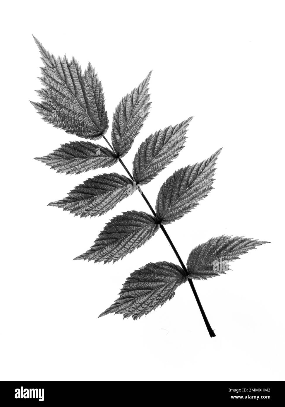 Gros plan noir et blanc d'une seule feuille de Rosa cockburnianus sur fond blanc. Banque D'Images