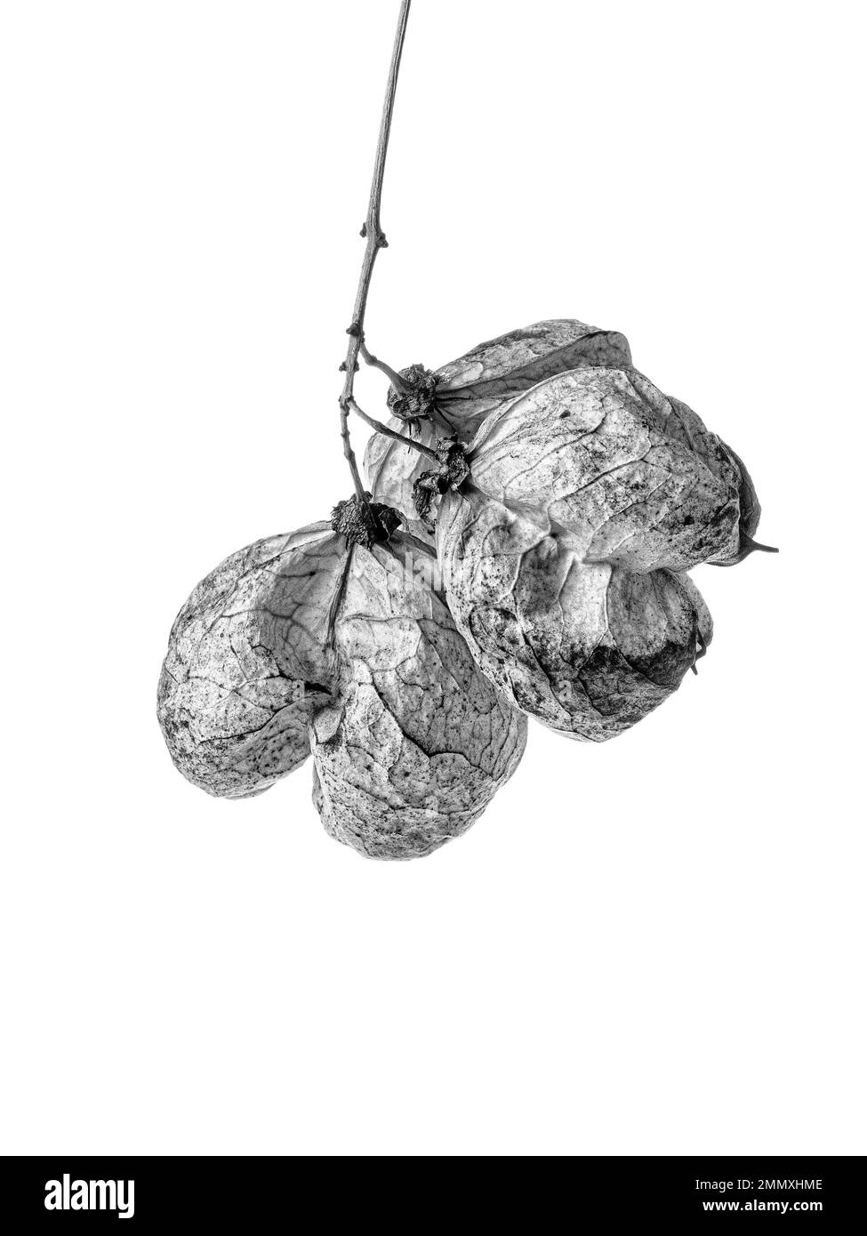 Un gros plan noir et blanc d'un groupe de graines cas de Staphylea holocarpa sur un fond blanc Banque D'Images