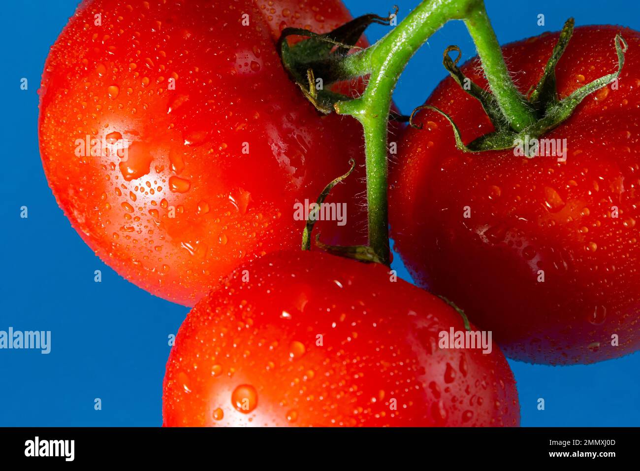 Tomates rouges avec gouttes d'eau sur fond bleu. Banque D'Images