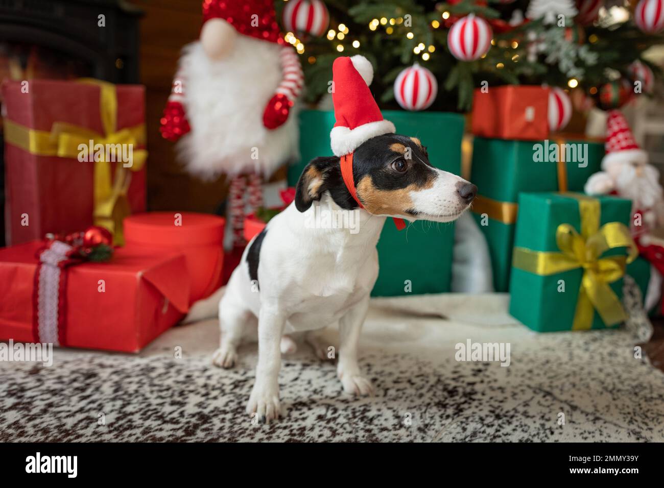 Drôle chien mignon chiot portant costume de Noël rouge chapeau de Père Noël avec boîte cadeau couché près de l'arbre de Noël à la maison à l'intérieur. Joyeux Noël Banque D'Images