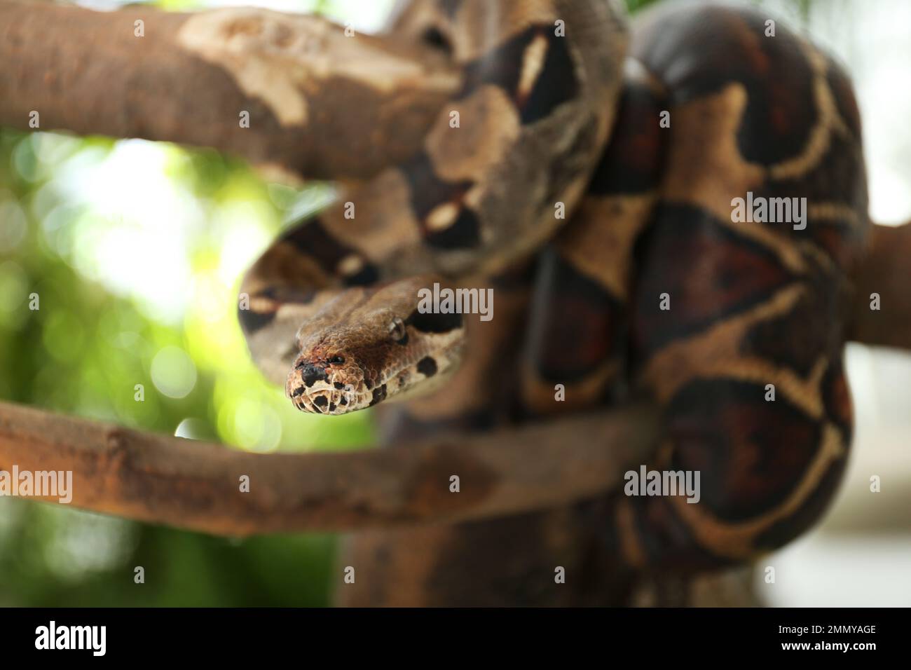 Boa brun constricteur sur branche d'arbre à l'extérieur Banque D'Images