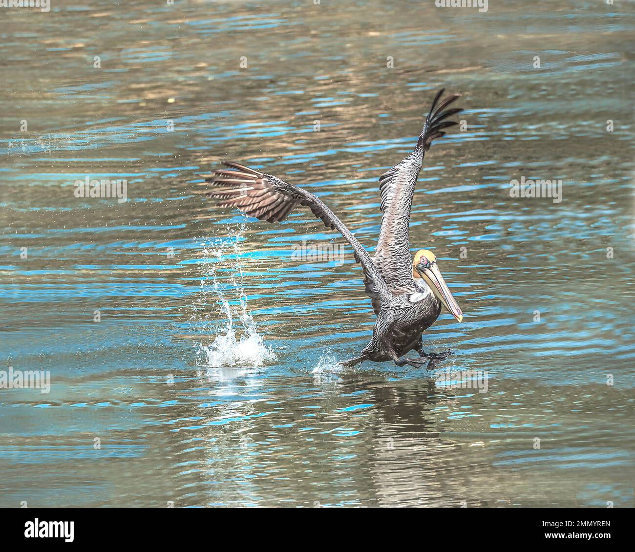 Brown PélicanBold fond faire une éclaboussure dans l'eau sur un étang à Port Orange, Floride. Il m'a repéré lorsque cette photo originale a été prise. Banque D'Images