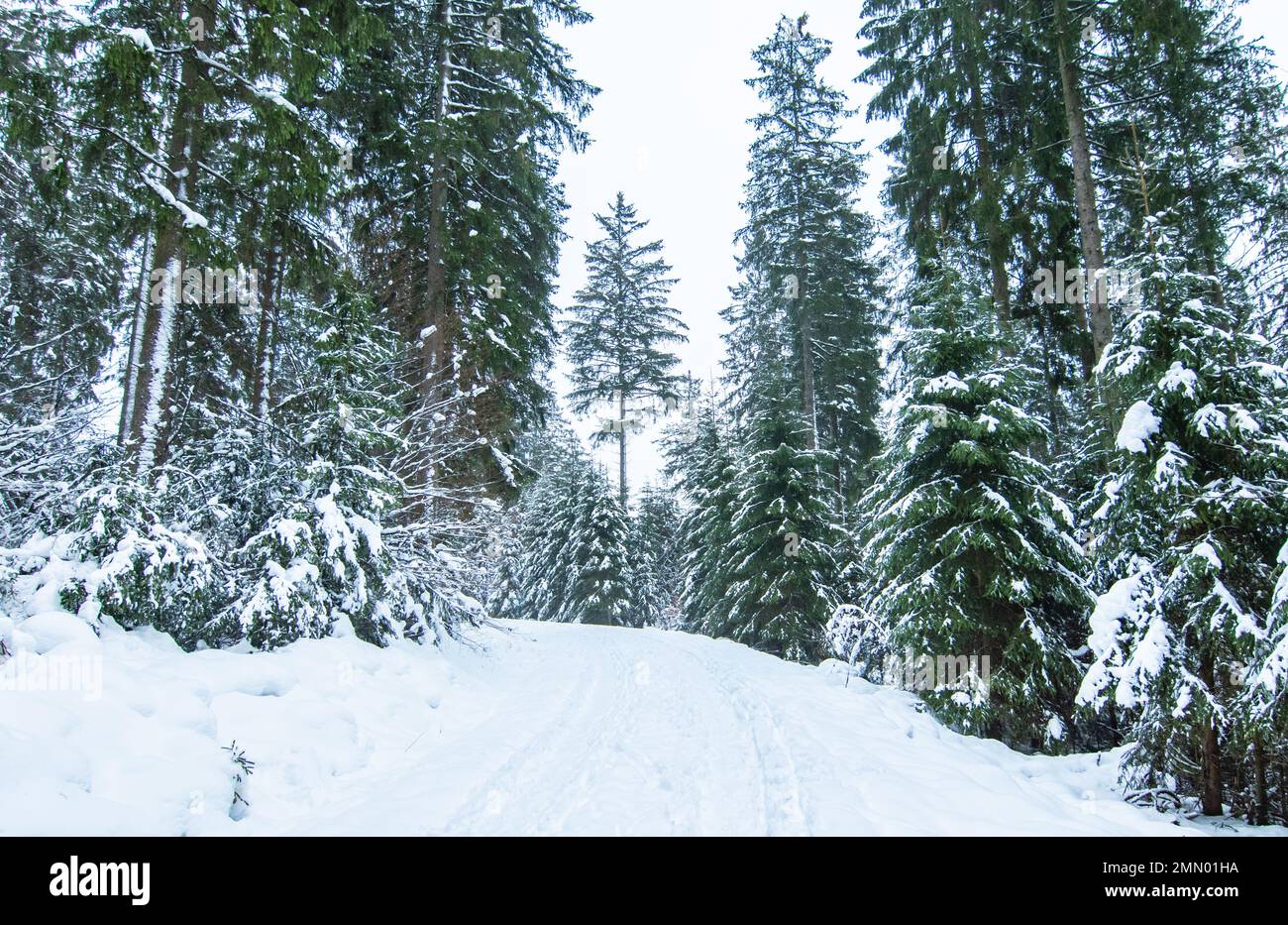 Paysage d'hiver avec sapins enneigés et route dans la forêt. Banque D'Images