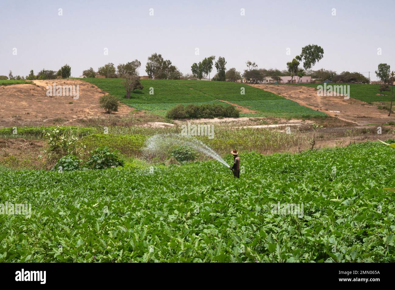 Sénégal, Saint Louis, classé au patrimoine mondial de l'UNESCO, agriculteur qui abreuvage ses cultures Banque D'Images