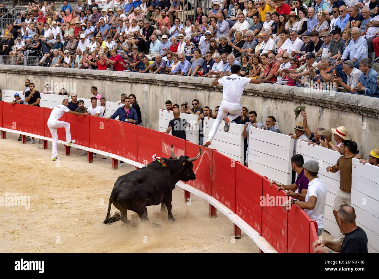 France, Gard (30), Nîmes, course de Camargue, trophée Jean Lafont pendant la Feria Banque D'Images