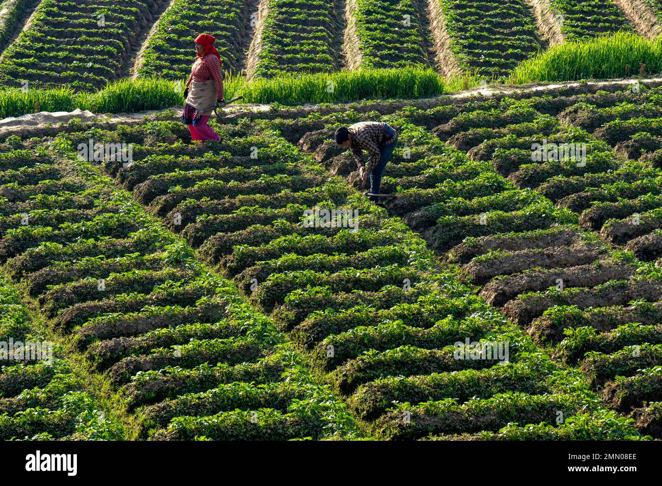Népal, province de Bagmati, ville médiévale de Panauti, champs de pommes de terre Banque D'Images