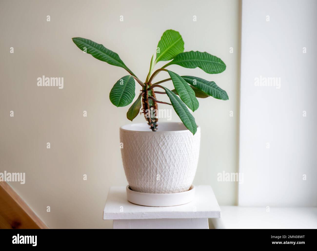La plante du foyer Euphorbia leuconeura appelé Madagascar Jewel. Grandir à la maison par fenêtre. Copier l'espace sur le mur, ensemble minimal. Banque D'Images