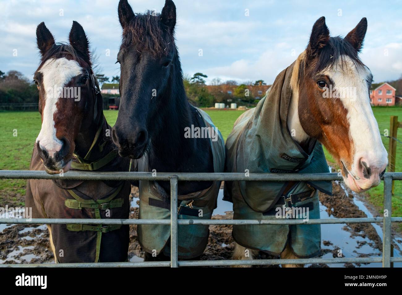 Chevaux avec vestes d'hiver Banque D'Images