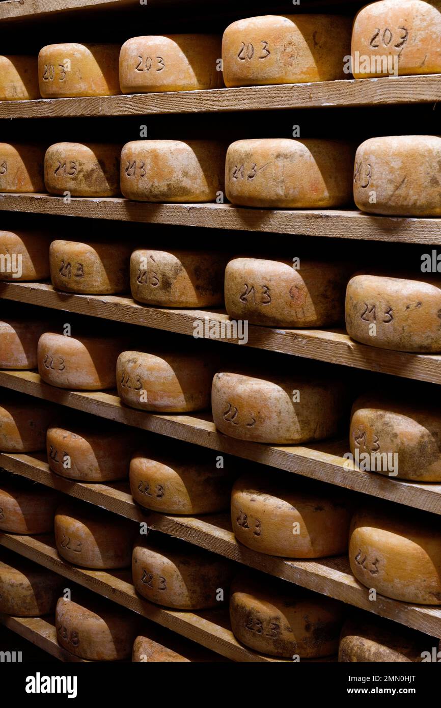 France, Pyrénées Atlantiques, Béarn, Bédous, ferme de Miramon, Intérieur d'une cave à fromage traditionnelle Ossau Iraty Banque D'Images