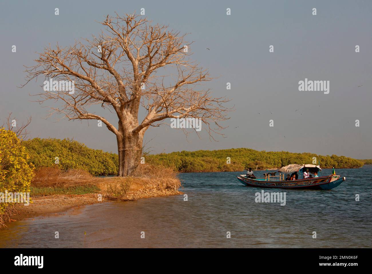 Sénégal, delta de Saloum classé au patrimoine mondial de l'UNESCO, baobab planté sur la rive d'une île couverte de mangroves avec un pirogue traversant la rivière Banque D'Images