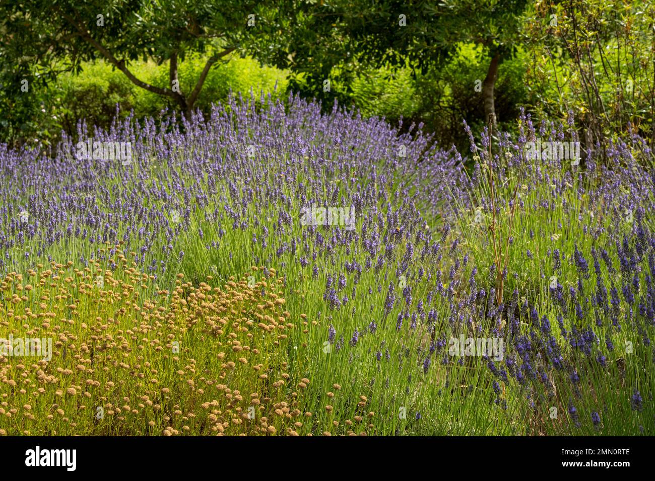 France, Alpes-Maritimes, Mouans-Sartoux, les Jardins du Musée International de parfumerie (Musée International de la Parfumerie - MIP) nous invitent à découvrir une grande variété de plantes parfumées Banque D'Images