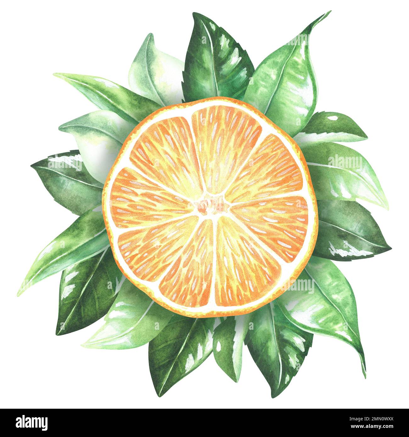 Composition ronde avec citron et feuilles. Tranche d'orange, mandarine. Illustration aquarelle. Isolé sur un fond blanc. Pour les impressions de nature conceptuelle Banque D'Images