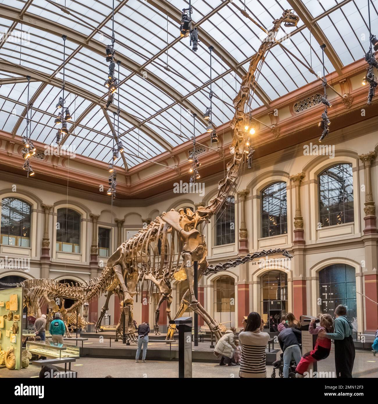 Un squelette de Tyrannosaurus au musée d'histoire naturelle de Berlin, Allemagne. Banque D'Images