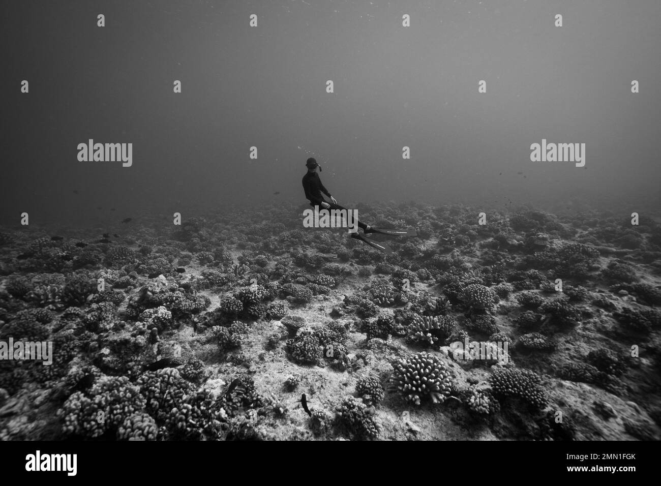 Freediver en noir et blanc avec coraux Banque D'Images