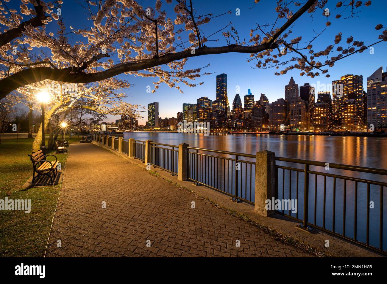 Promenade de Roosevelt Island avec cerisiers en fleurs au printemps. Vue sur les gratte-ciels Midtown East et East River de Manhattan. New York Banque D'Images