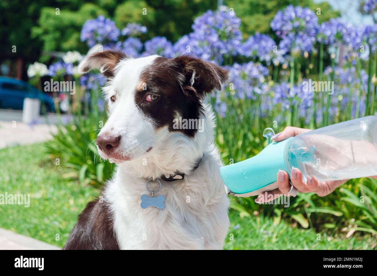 Border collie Puppy, ne veut pas boire plus d'eau de l'buveur portatif que son propriétaire lui offre, assis dans le parc pendant la pause. Banque D'Images