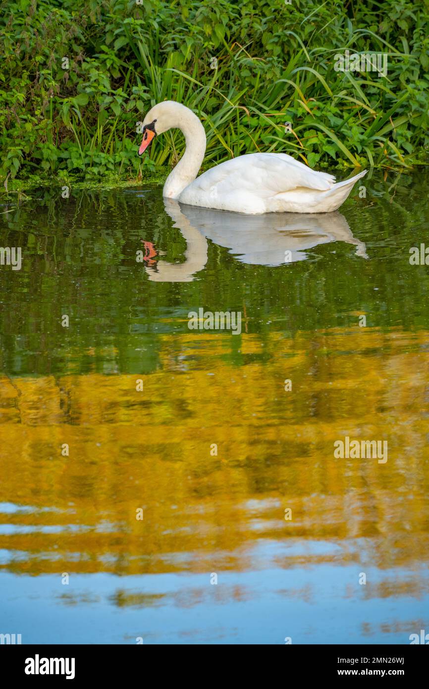 Mute Swan sur la rivière South Drain près de Ham Wall. Dans les marais Somerset. Banque D'Images