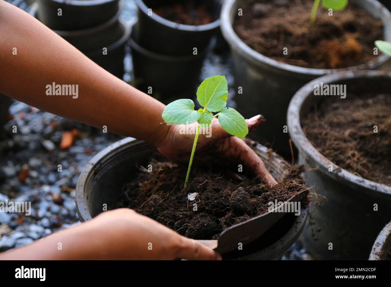 Planter des légumes dans le pot de fleurs à la main. Okra. Géant. Doigt de bébé Dame. Banque D'Images