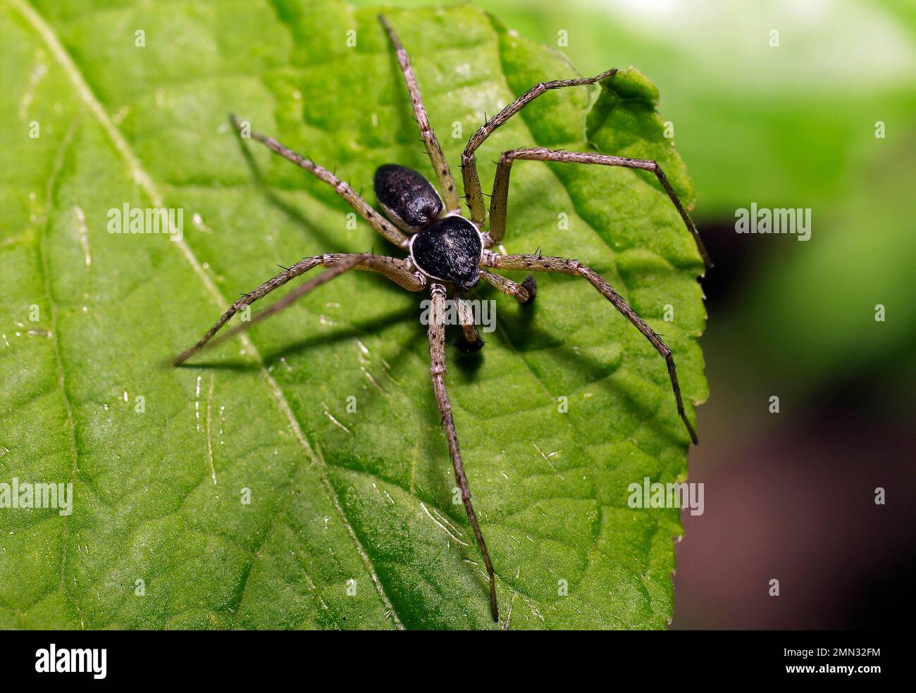 Araignée de Philodromide, ou Sidewalkers d'isopodes (lat. Philodrommidae) - une famille d'araignées aranomorphes, Banque D'Images