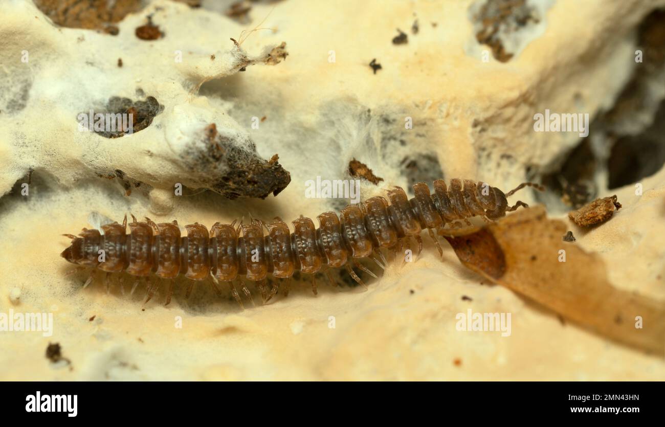 Millipede à dos plat, Polydesmus complanatus sur les champignons, photo macro Banque D'Images