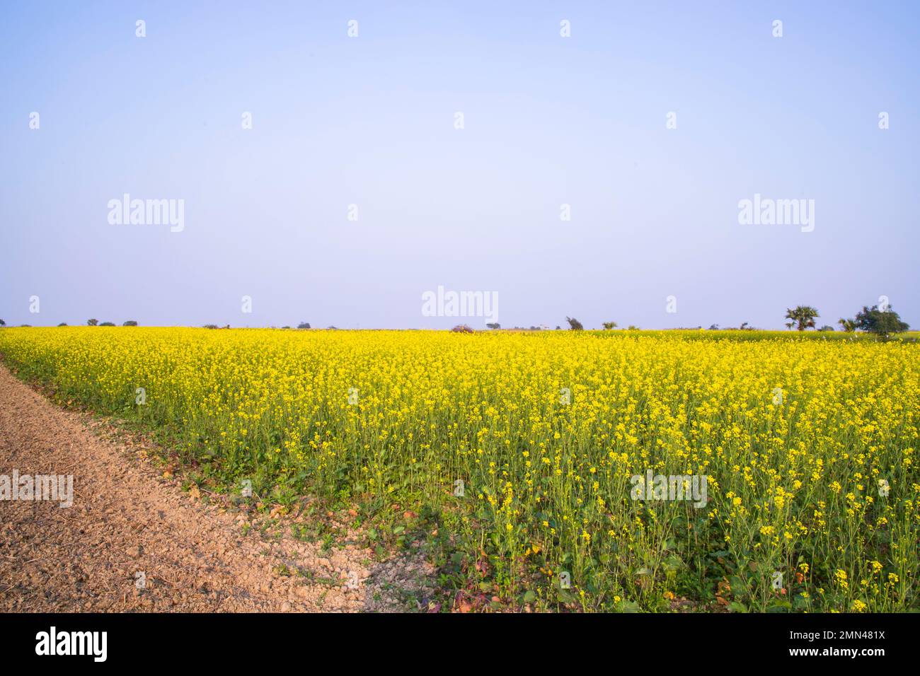 Route de terre rurale à travers le champ de colza avec le fond bleu ciel Banque D'Images