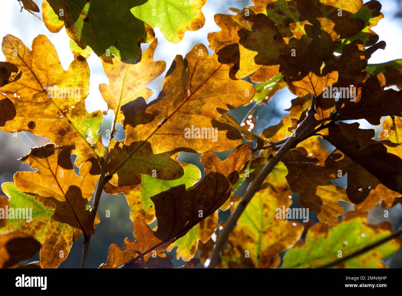 Feuilles de chêne baignées de soleil dans une forêt du Wiltshire. Banque D'Images