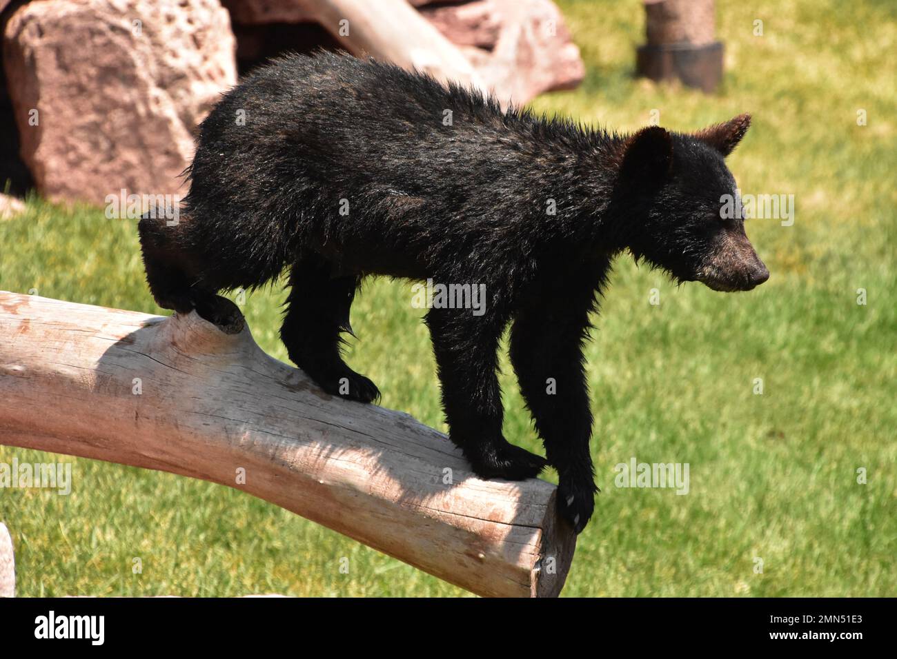 Très mignon ours noir cub sur une bûche coupée. Banque D'Images