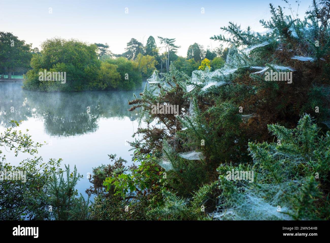 Toile d'araignée sur les buissons de gorge mise en évidence par la rosée près du lac du cimetière sur Southampton Common, Hampshire, Angleterre, Royaume-Uni Banque D'Images
