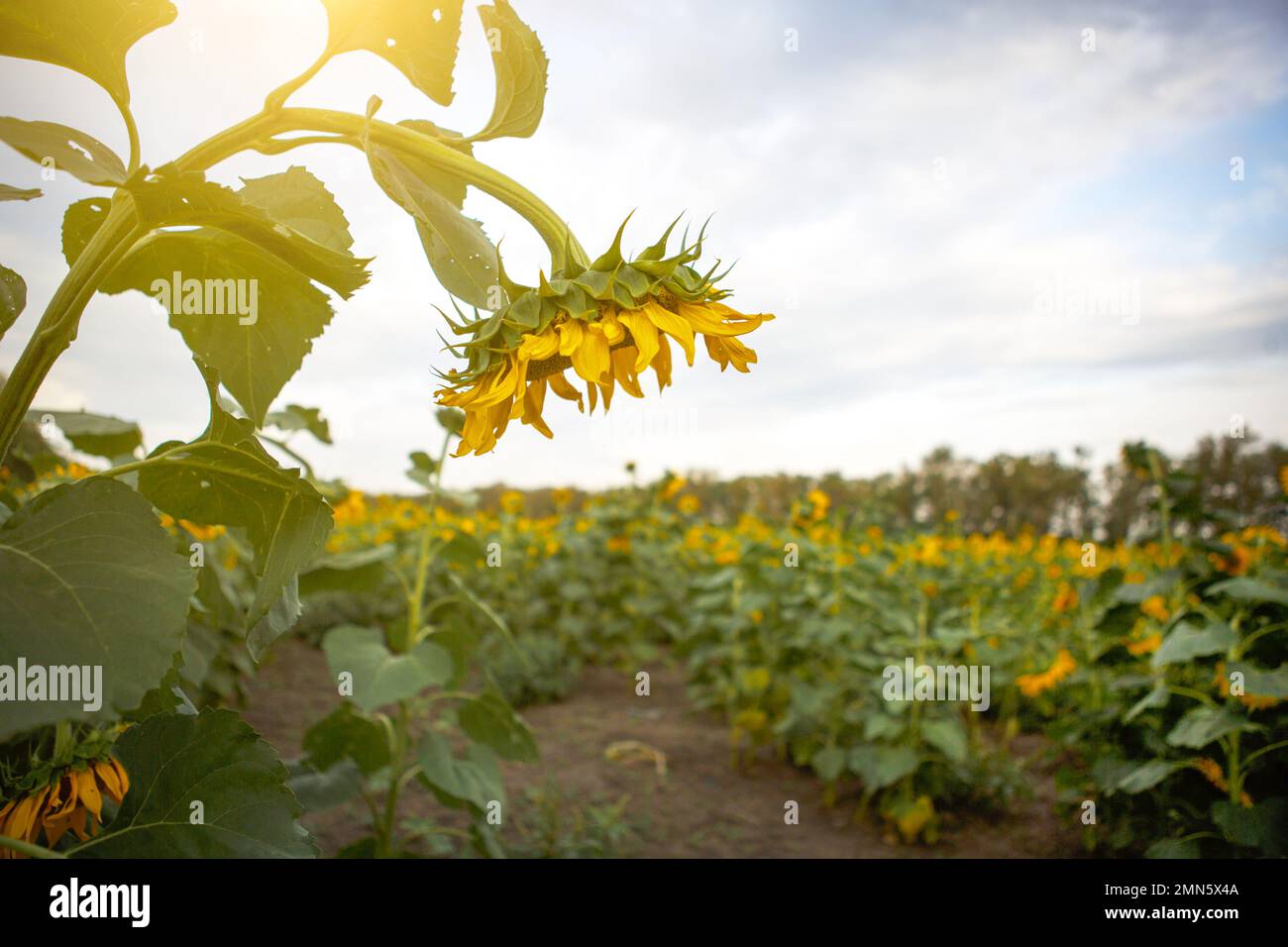 Fleur de tournesol jaune dans le champ. Culture industrielle, agriculture. Semences pour l'huile, les oléagineux, l'alimentation du bétail. Été Banque D'Images