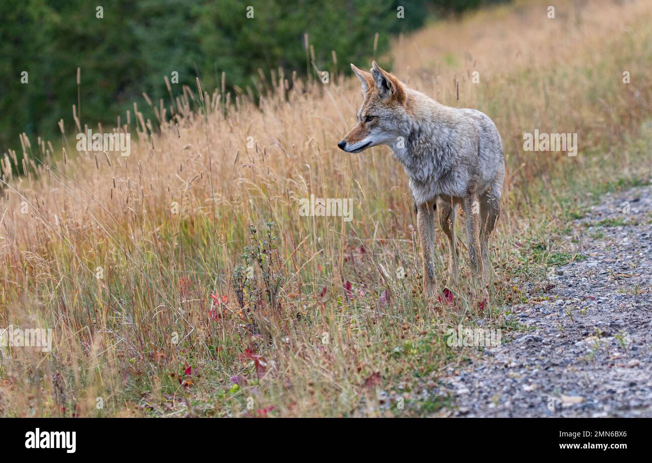 Coyote s'arrête dans des herbes d'or d'automne le long du chemin Spray Lakes, dans le comté de Kananaskis, en Alberta, au Canada Banque D'Images