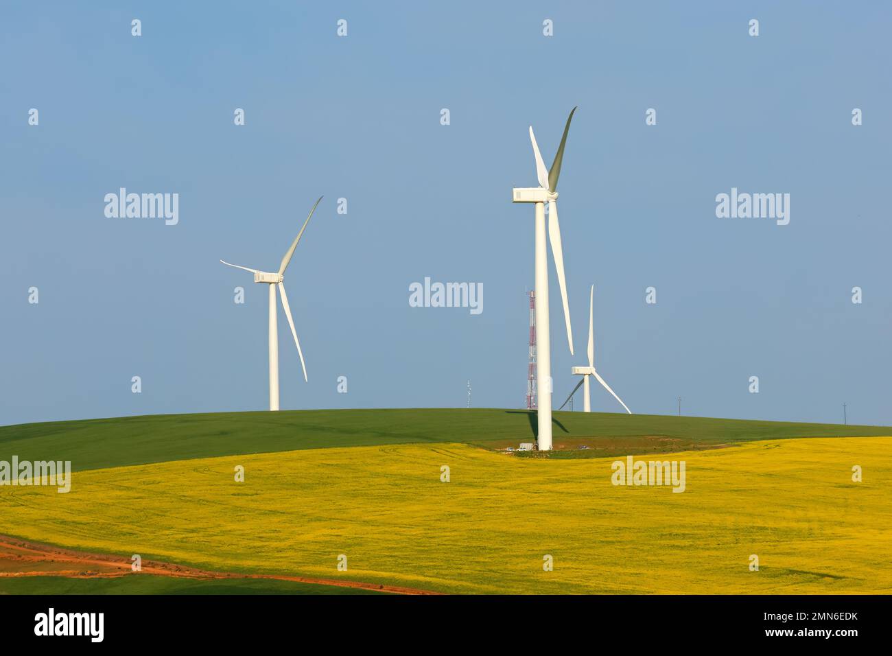 Éoliennes entourées de champs de culture luxuriants, en Afrique du Sud Banque D'Images