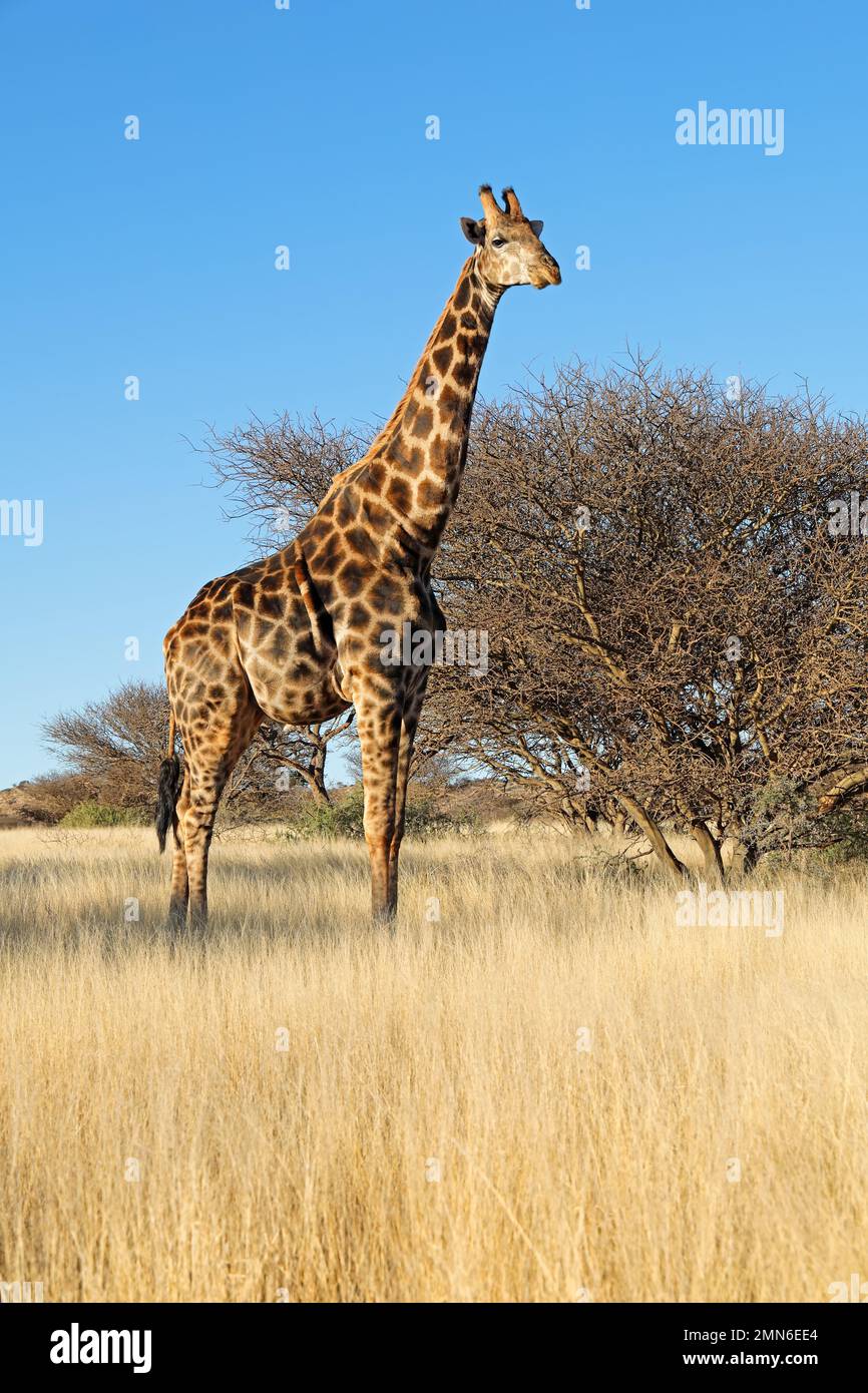 Une girafe (Giraffa camelopardalis) dans un habitat naturel, parc national de Mokala, Afrique du Sud Banque D'Images