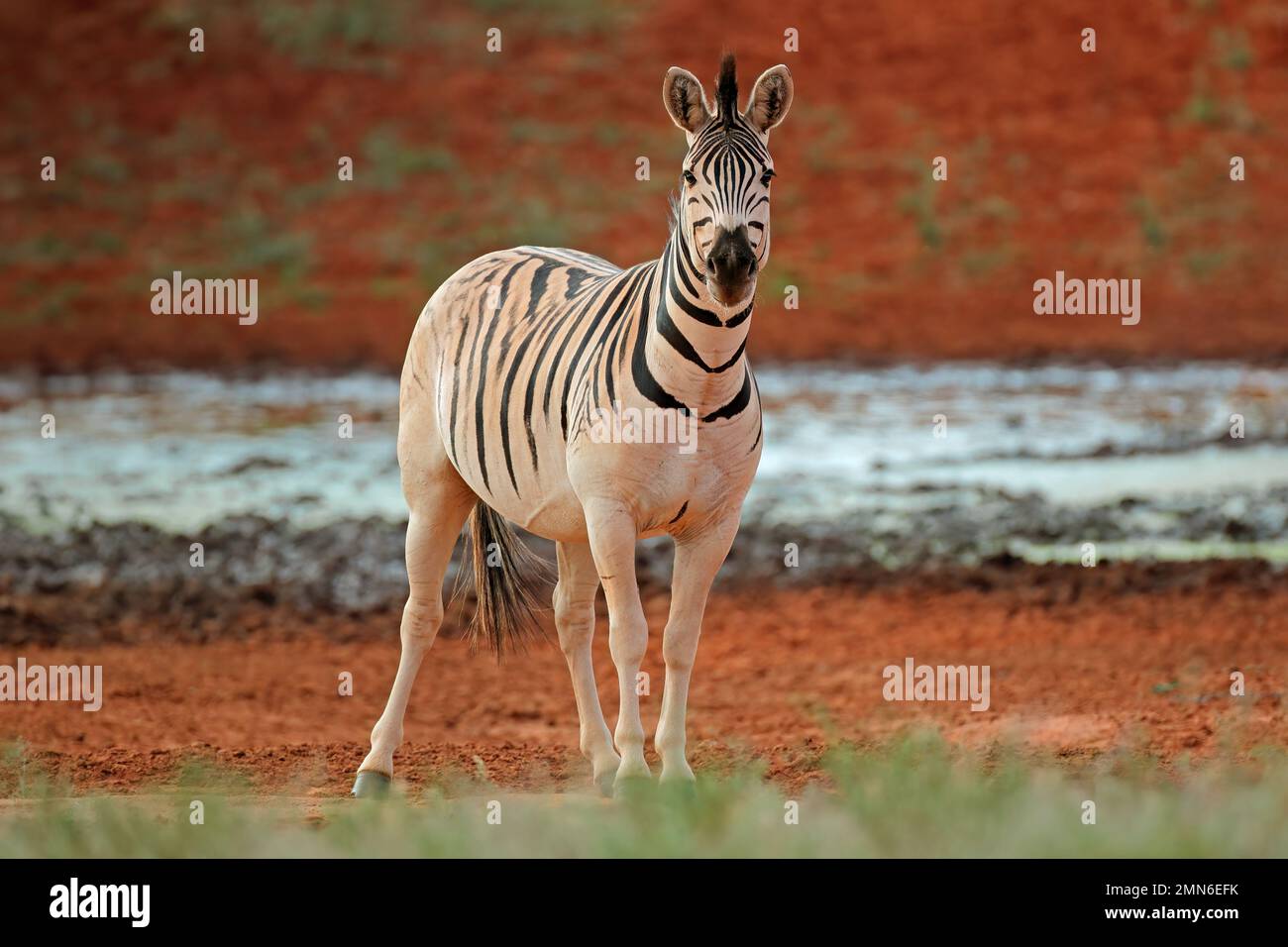 Un zèbre des plaines (Equus burchelli) dans un trou d'eau, parc national de Mokala, Afrique du Sud Banque D'Images