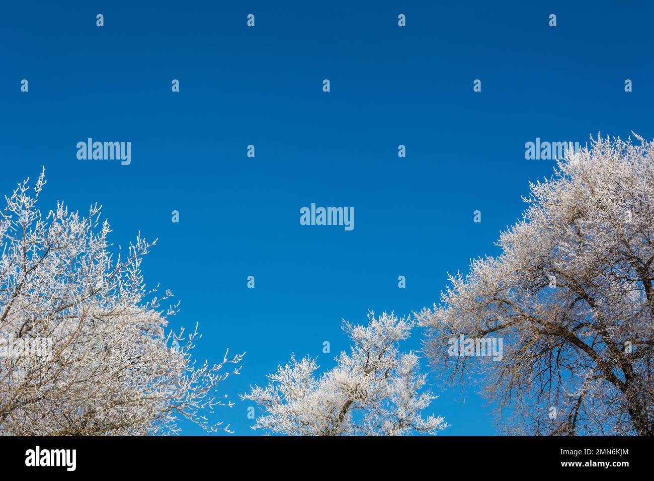 Winter's Tale, les arbres dans le ciel et le gel Banque D'Images
